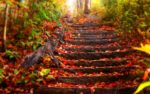 hd-wallpapers-fall-foliage-wallpaper-autumn-leaves-2560x1600-wallpaper